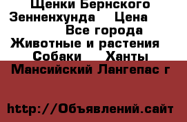 Щенки Бернского Зенненхунда  › Цена ­ 40 000 - Все города Животные и растения » Собаки   . Ханты-Мансийский,Лангепас г.